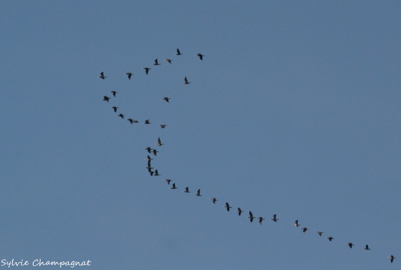 Vol de grands cormorans_Le Boulou_1nov17.JPG